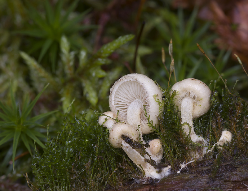 Pholiota scamba